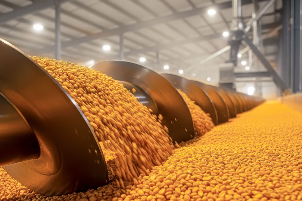 Getreide zur Trocknung