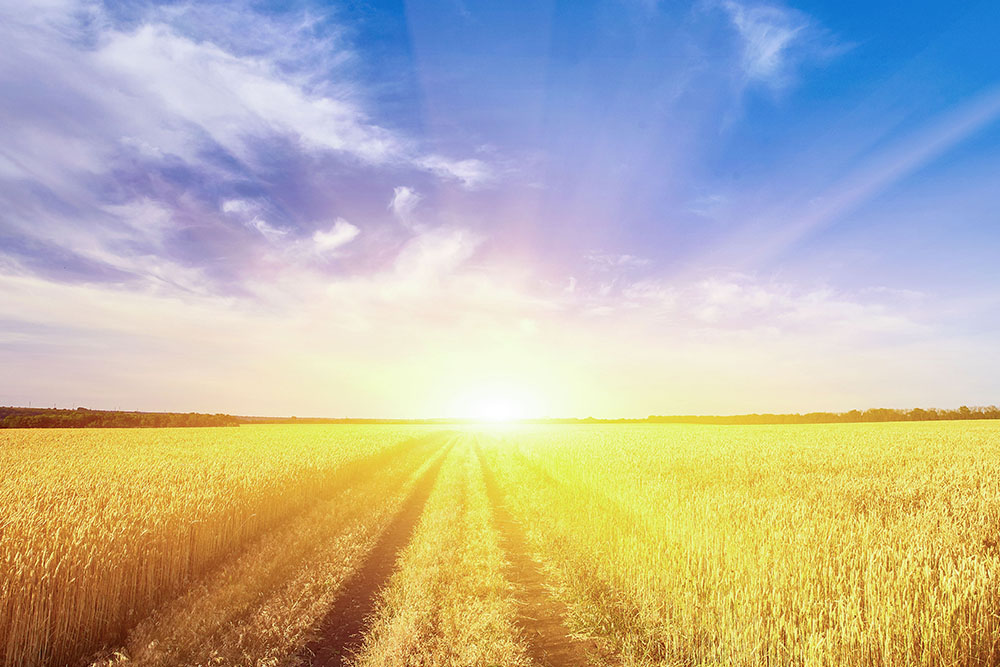 Sonnenuntergang mit Kornfeld