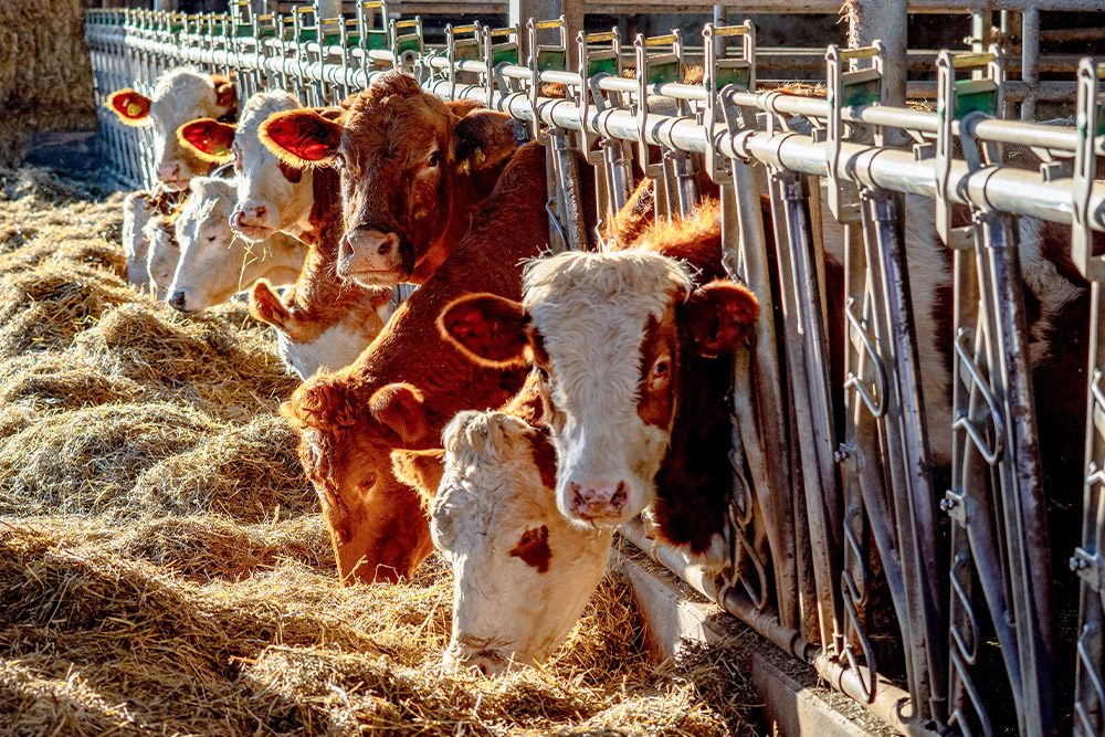 Landwirtschaftliche Betriebe