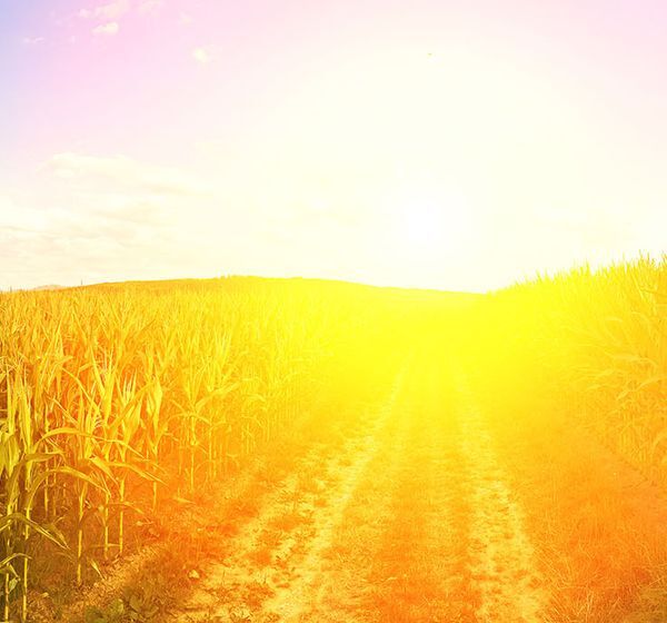 Bioenergie_Hydriertes_Pflanzenoel_HVO_Feld